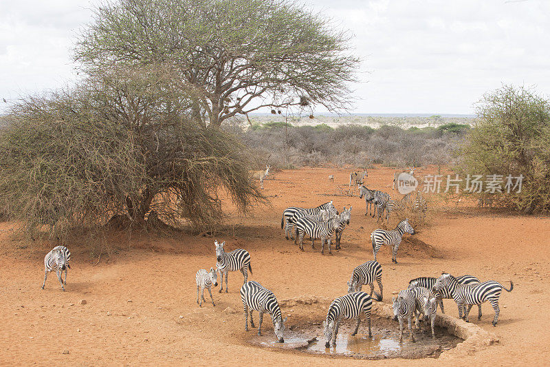 水坑边的斑马。Selenkay, Amboseli Porini，肯尼亚，东非。